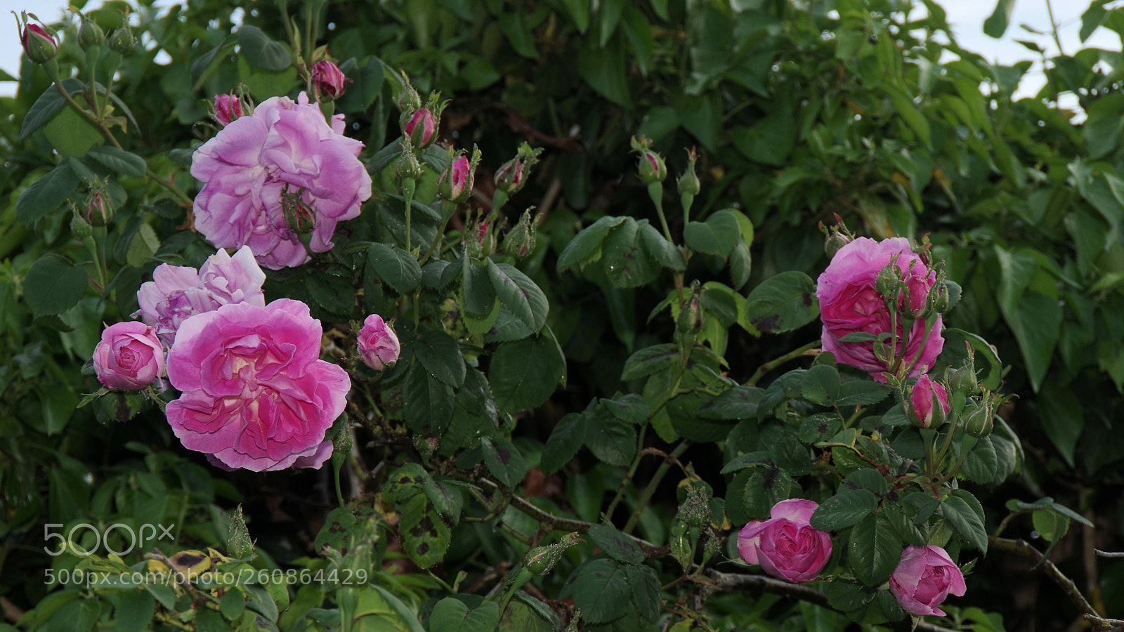Pentax K-3 sample photo. Wild rose photography