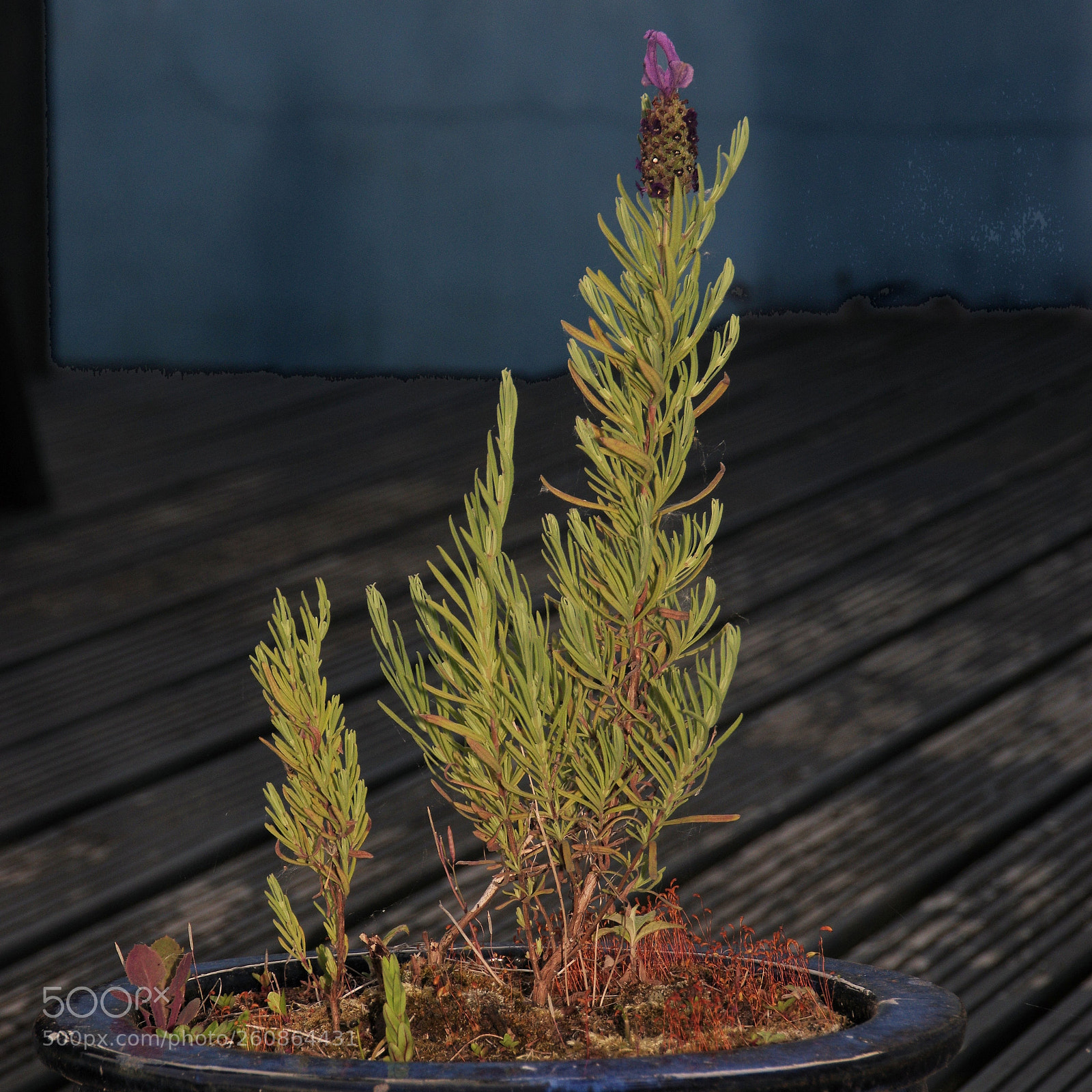Pentax K-3 sample photo. Lavender plant photography