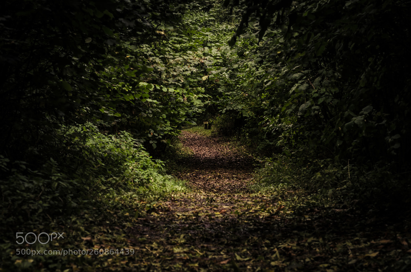 Nikon D7000 sample photo. Burlingham tunnel photography
