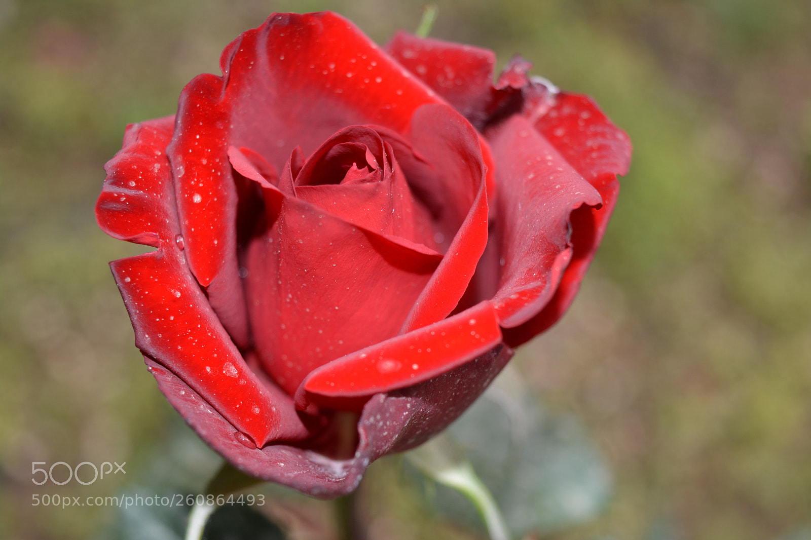 Nikon D5200 sample photo. If photography