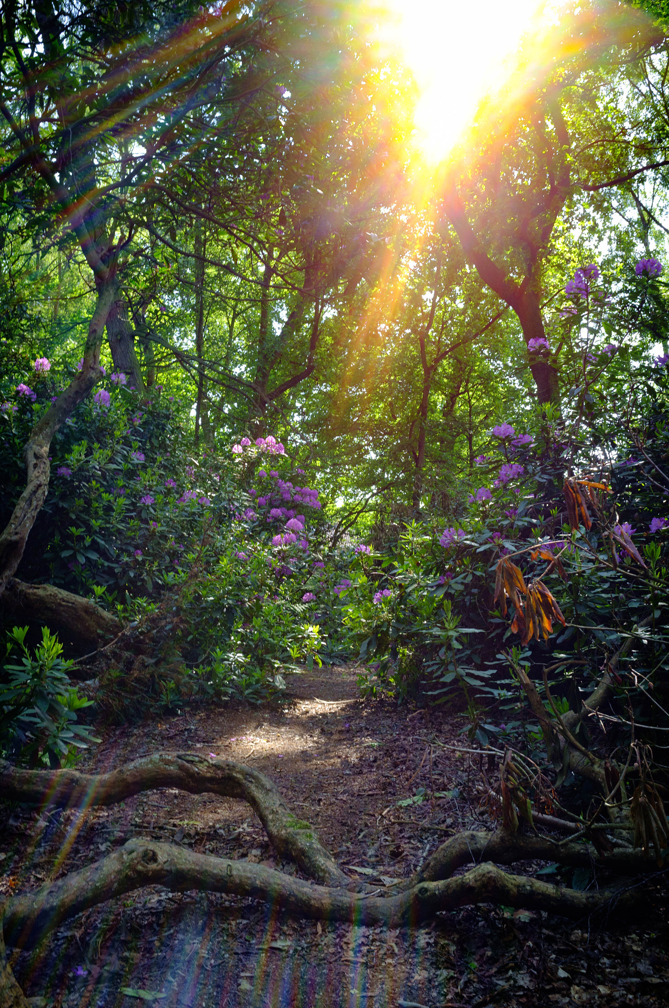 Fujifilm FinePix X100 sample photo. Flare photography