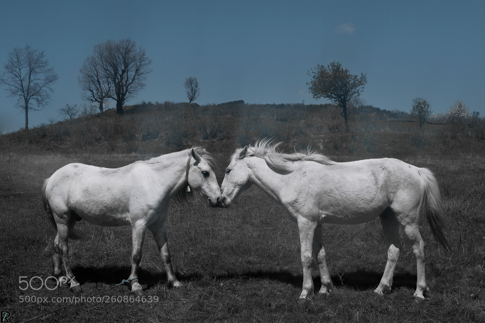 Nikon D3300 sample photo. Love | white horses photography
