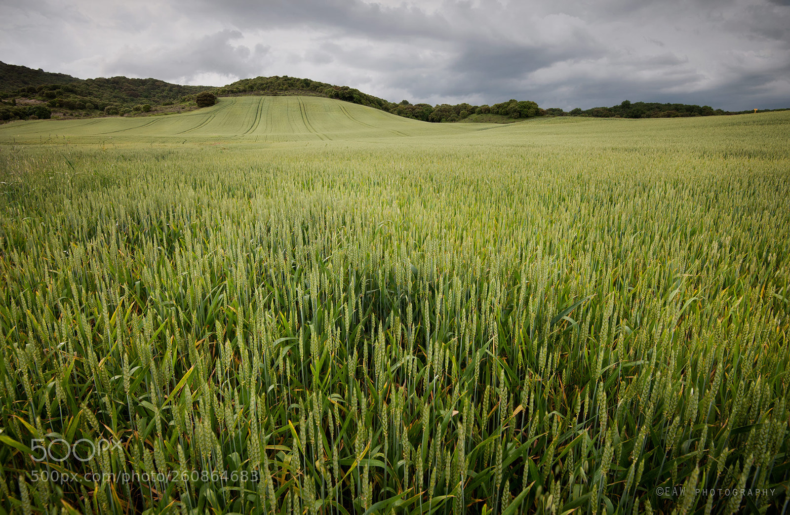 Nikon D700 sample photo. In the field photography