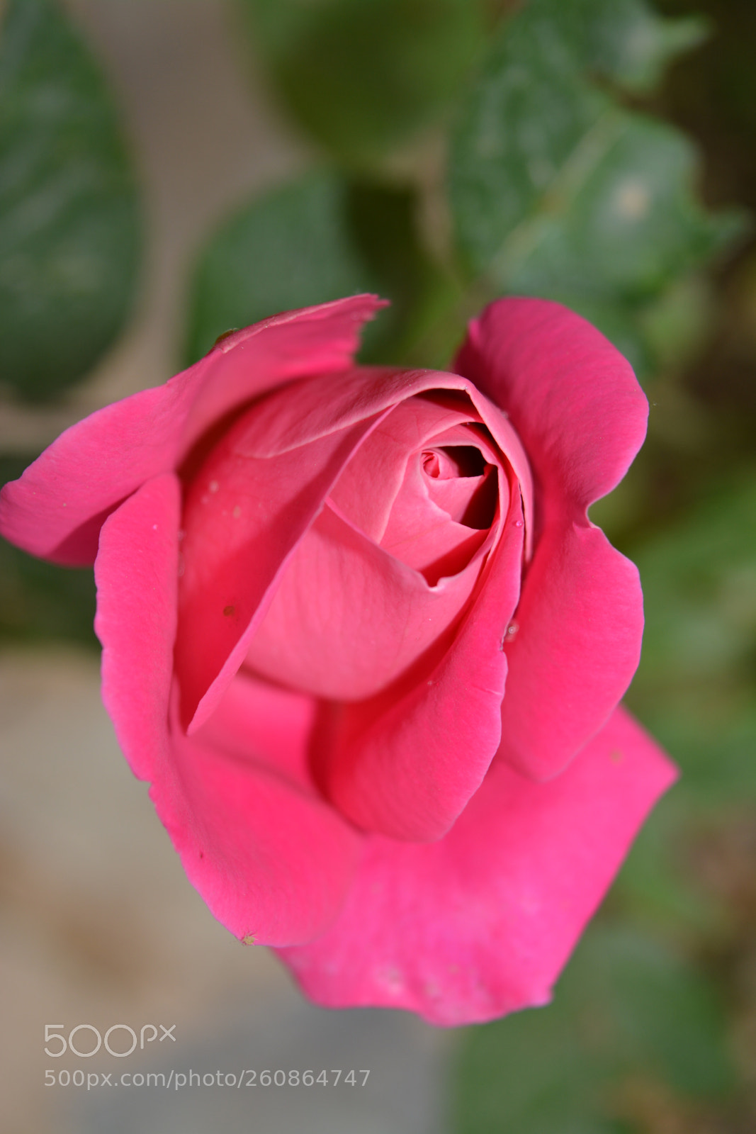 Nikon D5200 sample photo. O1 photography