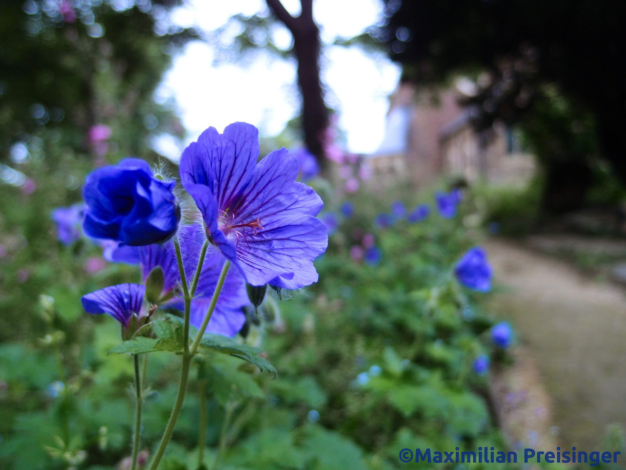 Olympus XZ-1 sample photo. Blue flower photography