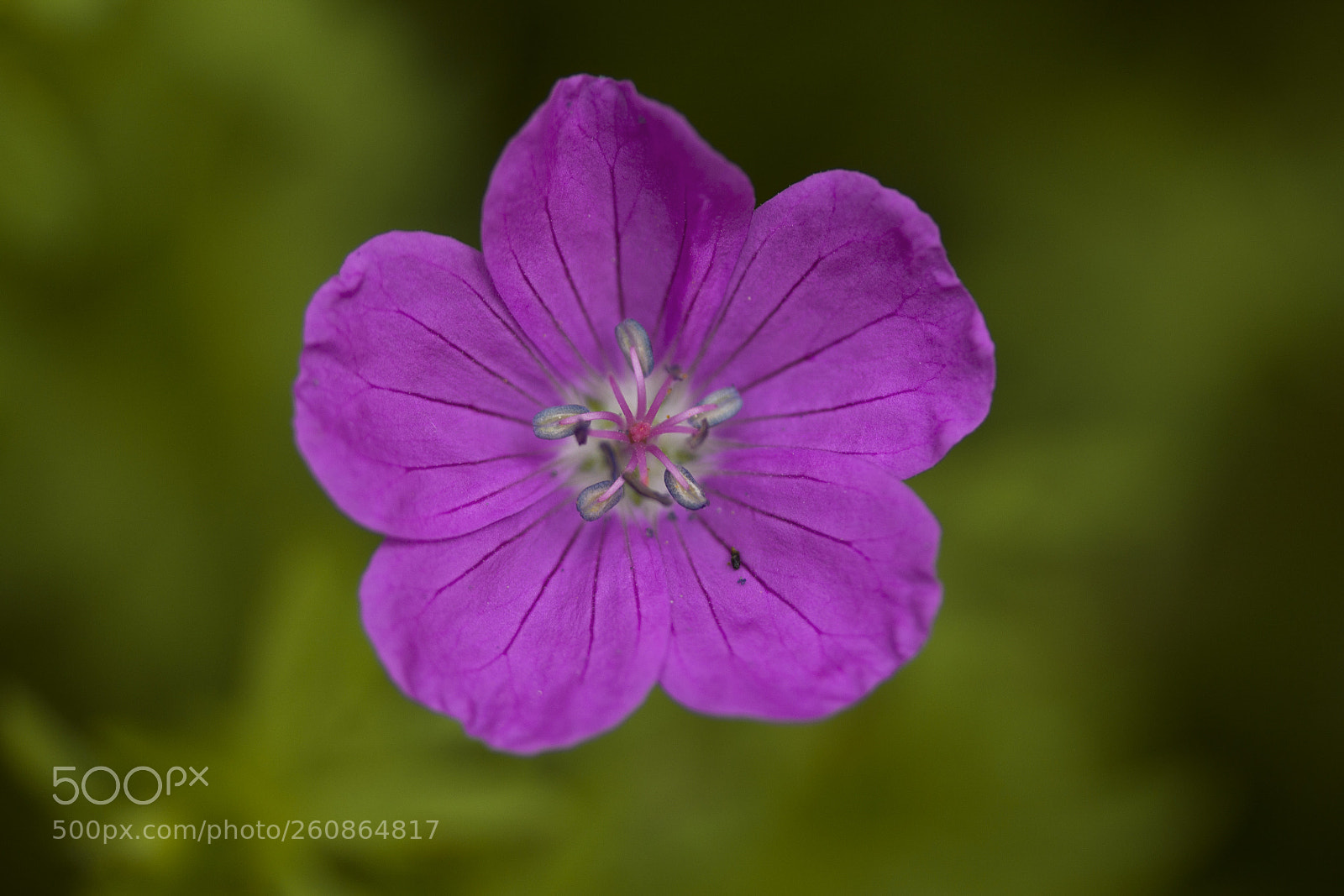 Canon EOS 60D sample photo. Sumpf-storchschnabel (geranium palustre) photography
