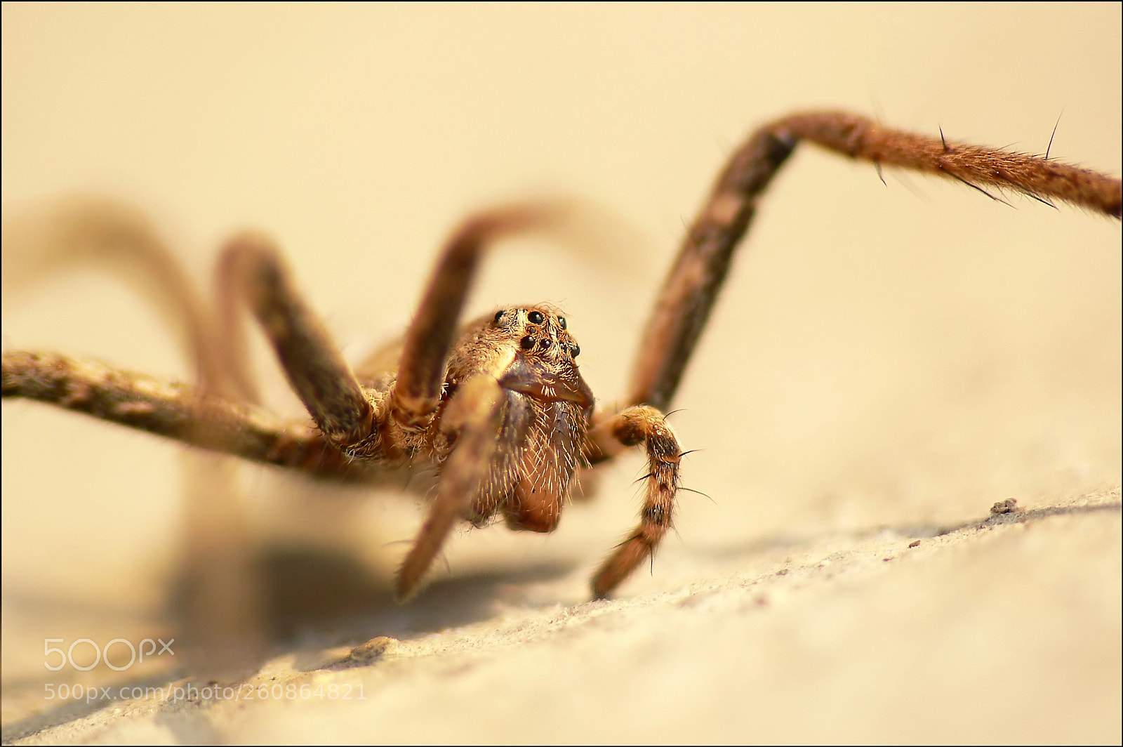 Panasonic DMC-FZ30 sample photo. Spider-attack photography