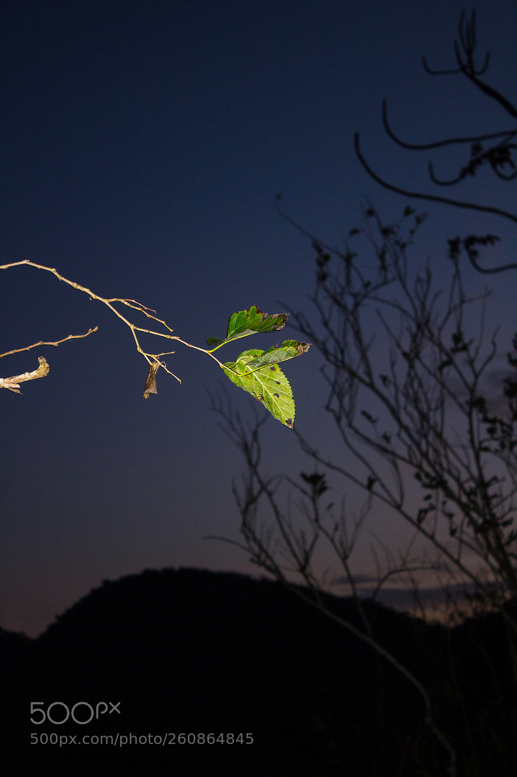 Canon EOS 1200D (EOS Rebel T5 / EOS Kiss X70 / EOS Hi) sample photo. Evening photography