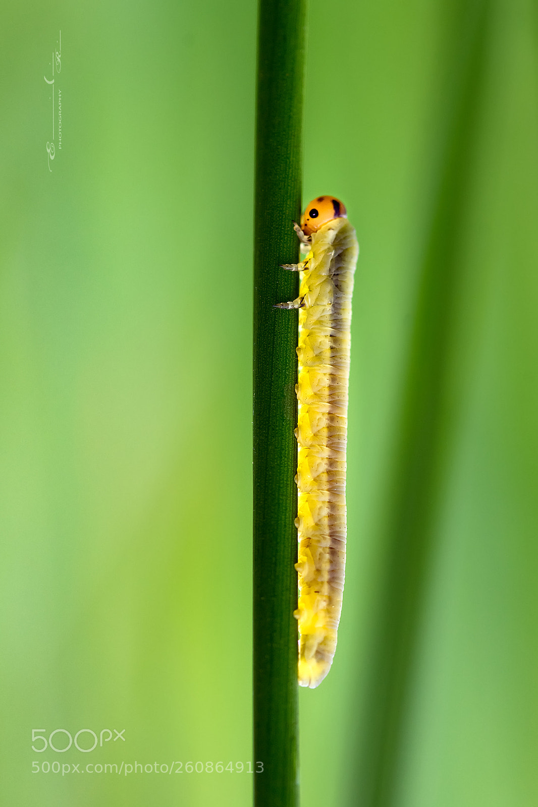 Nikon D7200 sample photo. Tenthredinidae photography