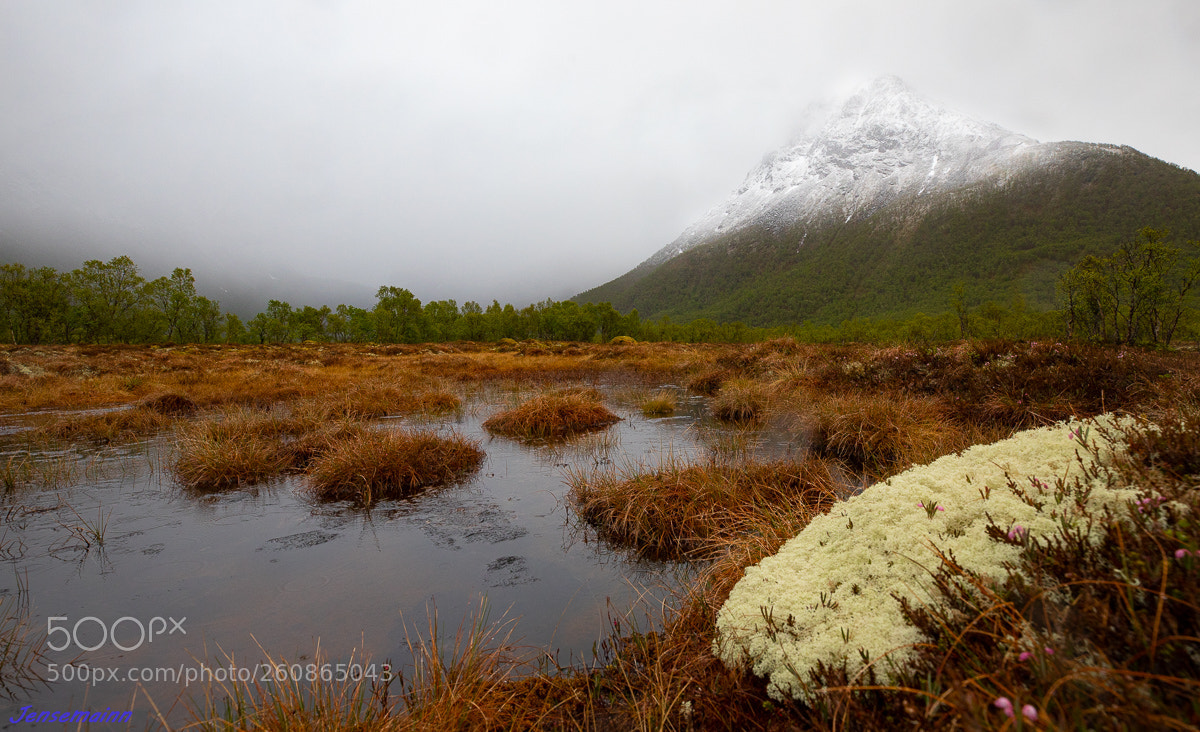 Canon EOS 5D Mark IV sample photo. Marsh contrasts photography