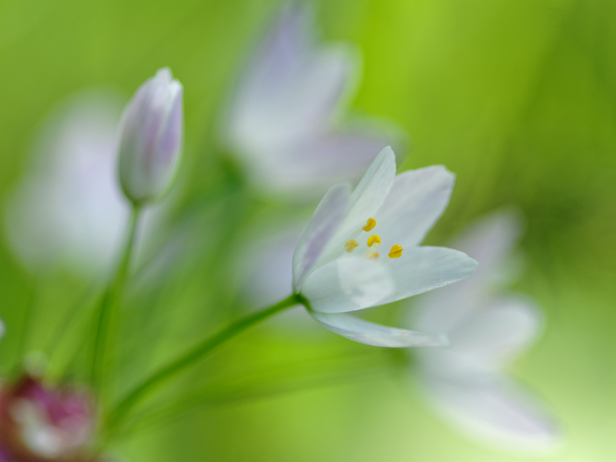 Pentax K-3 + Pentax smc D-FA 100mm F2.8 Macro WR sample photo. Ail rose façon printemps photography