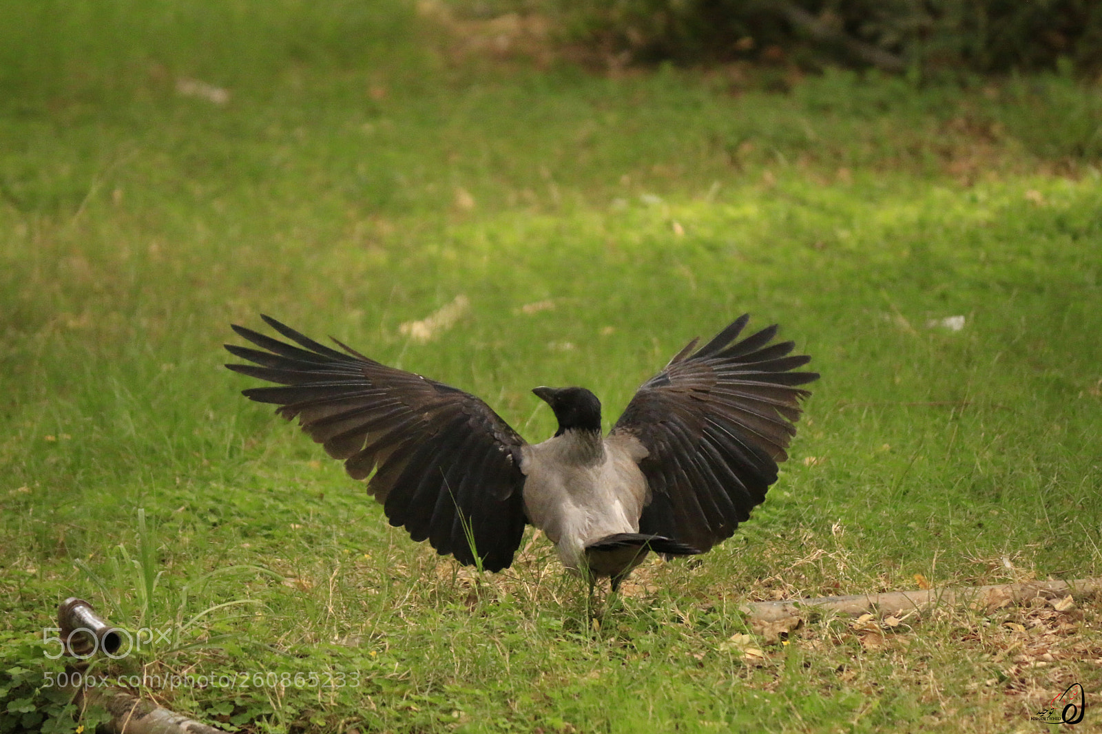 Canon EOS 70D sample photo. Ht photography