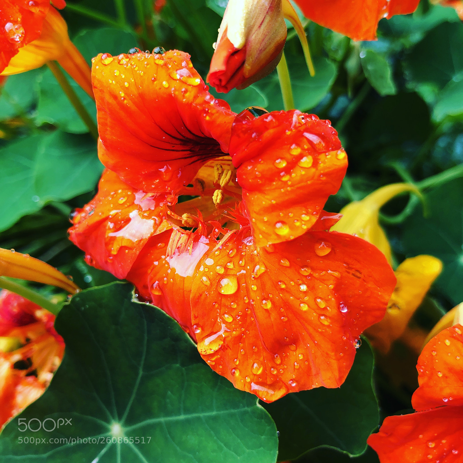 Apple iPhone X sample photo. Flower photography