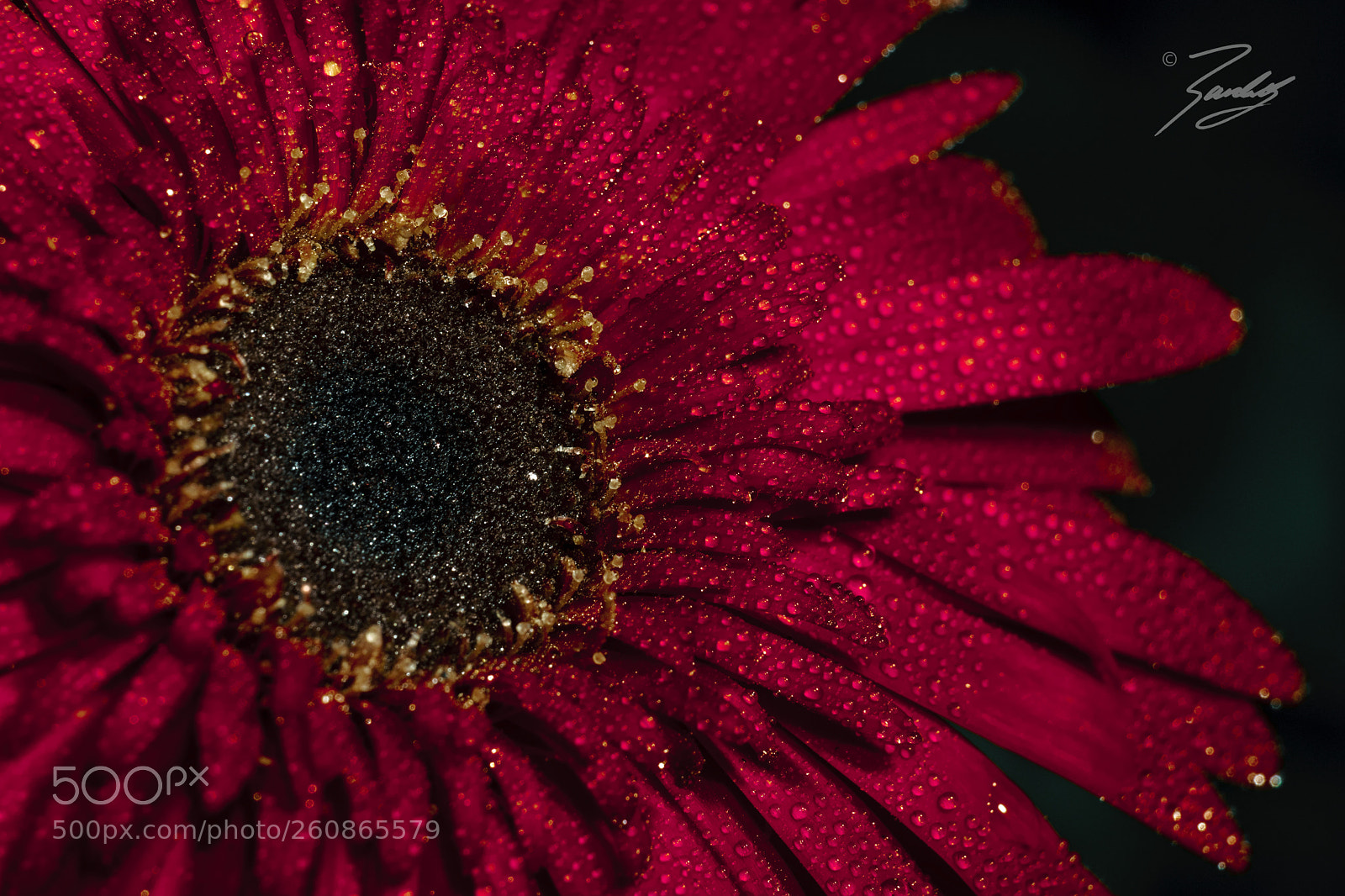Sony a6000 sample photo. Daisy in red photography