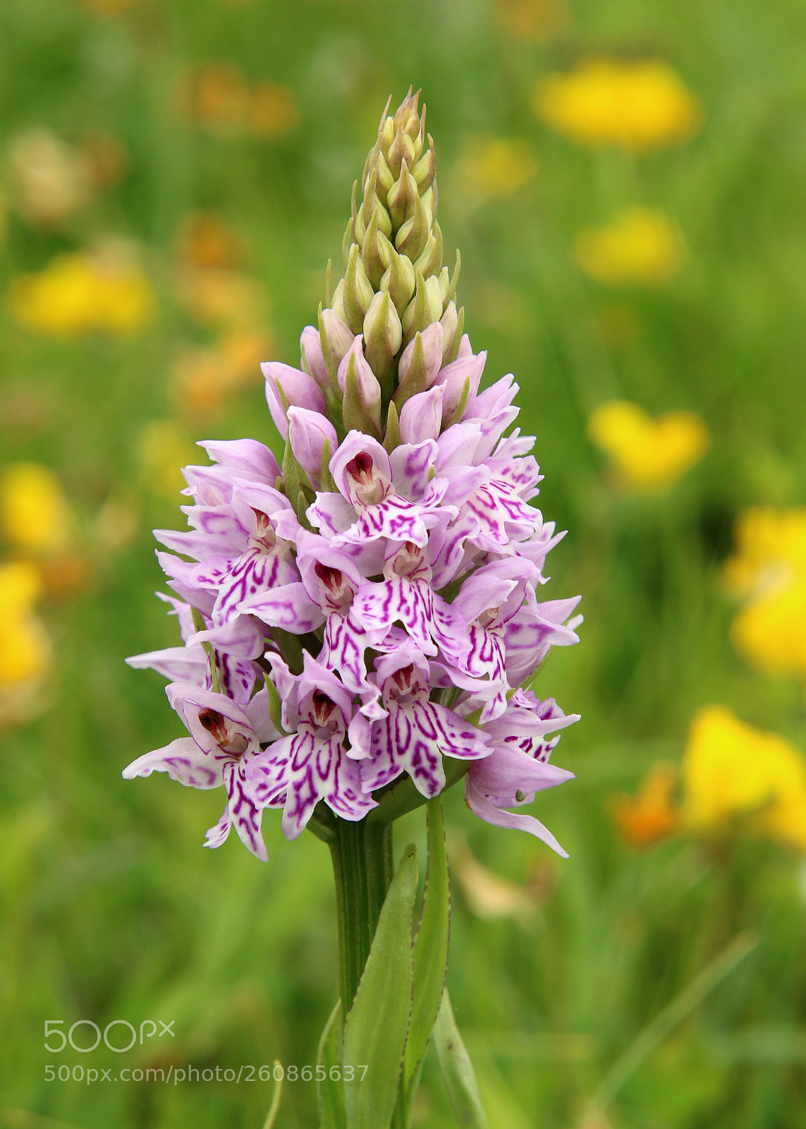 Canon EOS 7D Mark II sample photo. Spottd orchid photography
