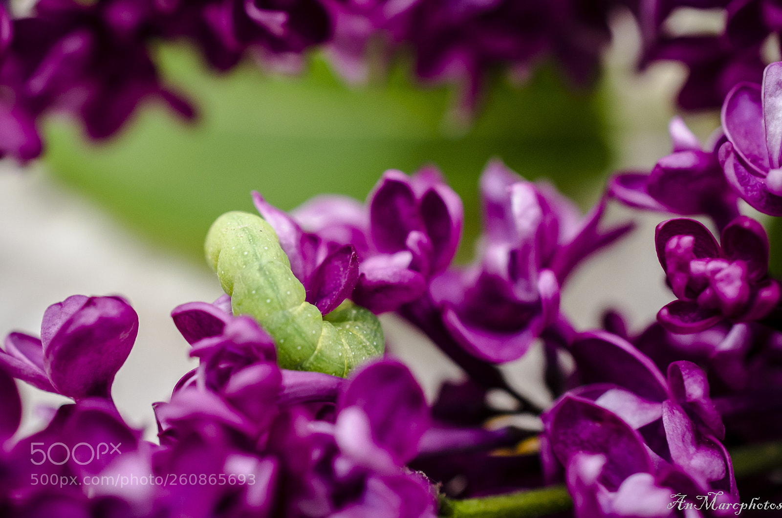 Nikon D7000 sample photo. Intruse dans le lilas photography