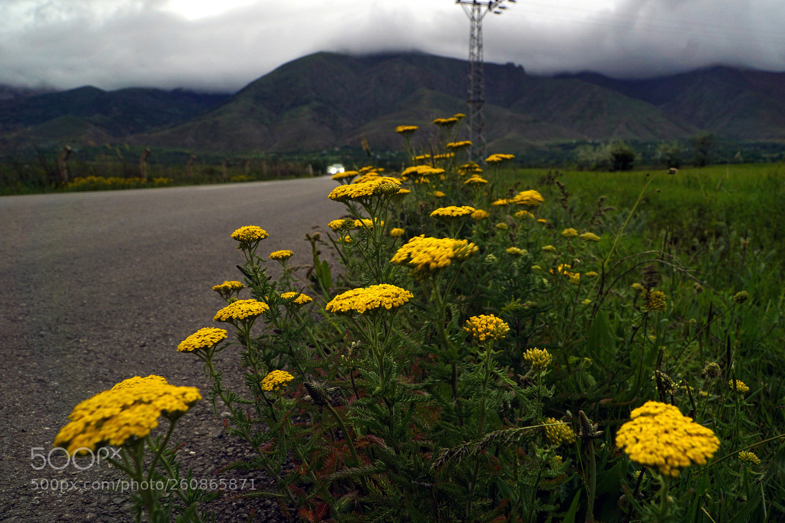 Sony a6000 sample photo. Yellow flowers and paths photography