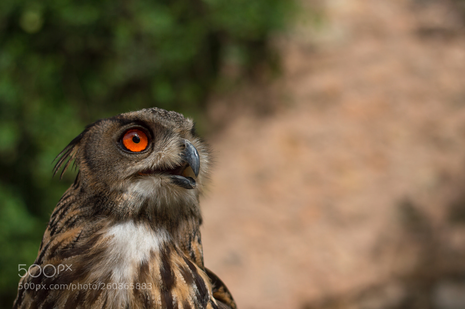 Nikon D3200 sample photo. Bubo bubo photography