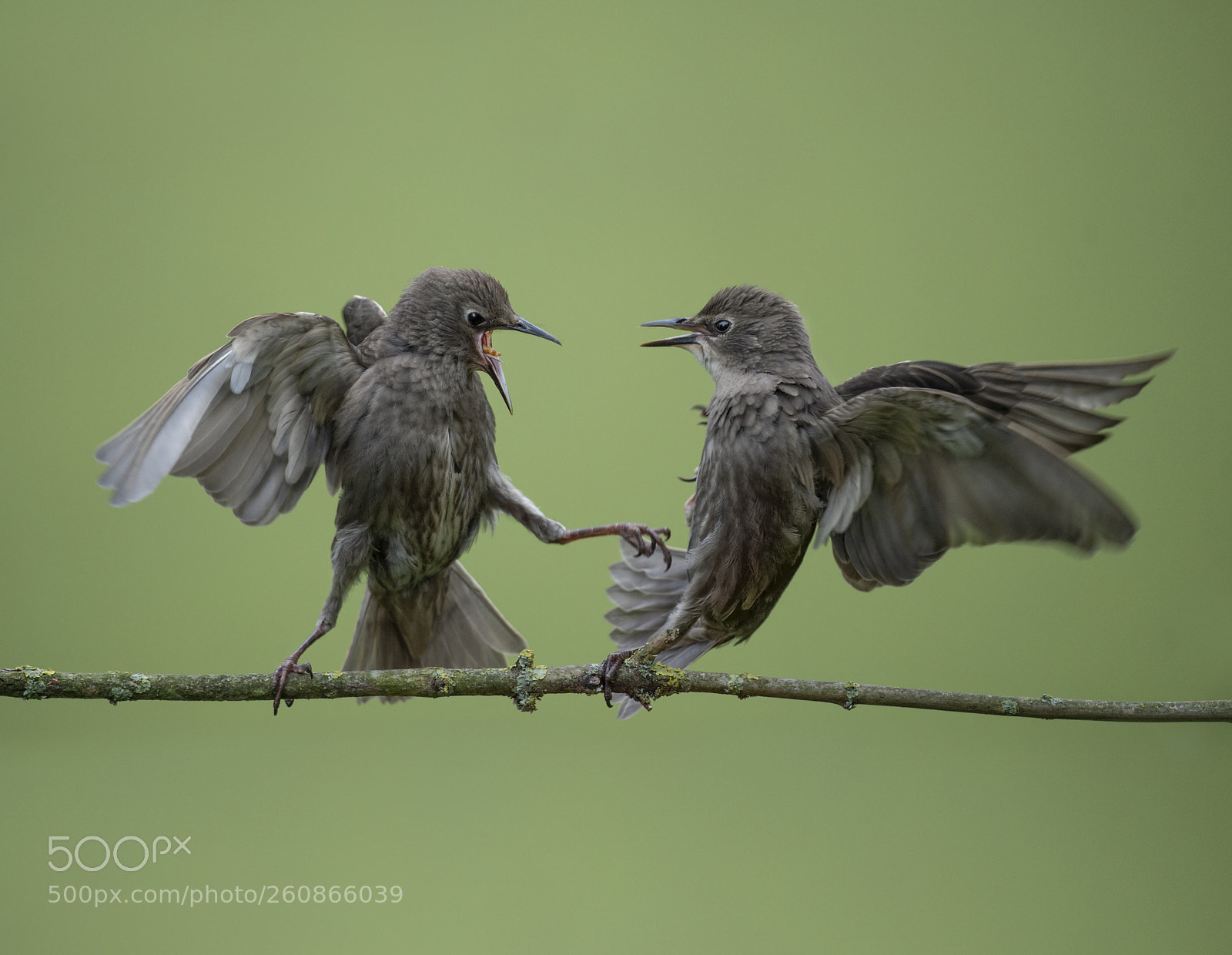 Nikon D4S sample photo. Starling fight photography
