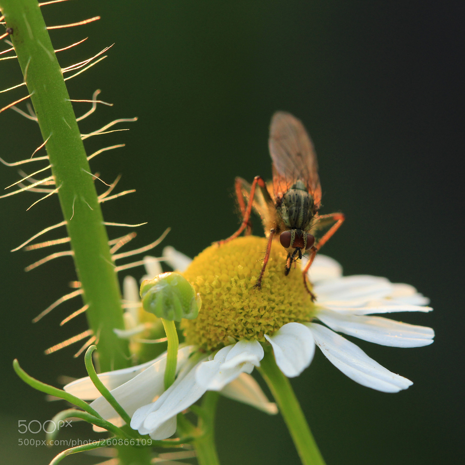 Canon EOS 700D (EOS Rebel T5i / EOS Kiss X7i) sample photo. Insect photography