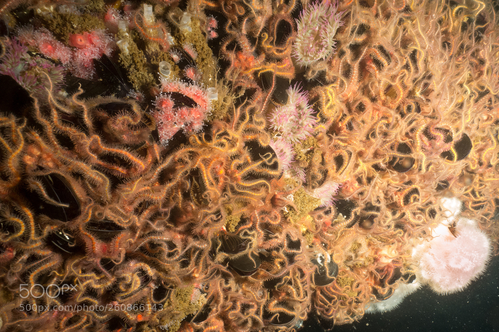Sony Cyber-shot DSC-RX100 sample photo. Colorful underwater world of photography