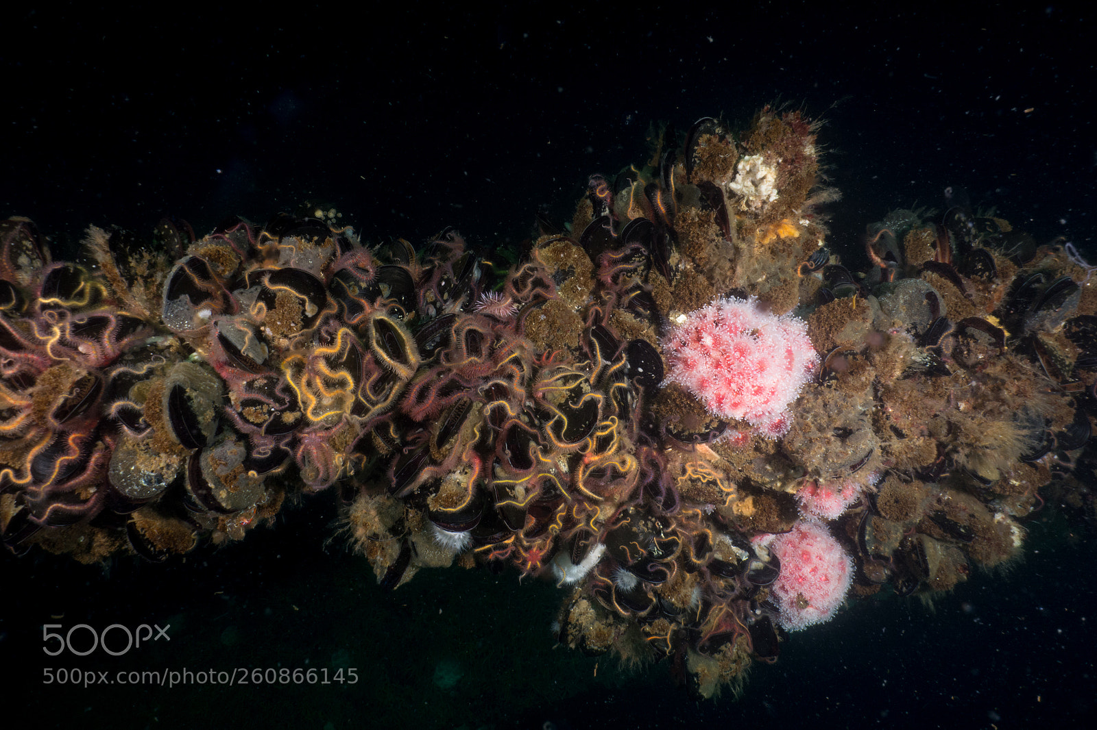 Sony Cyber-shot DSC-RX100 sample photo. Colorful underwater world of photography