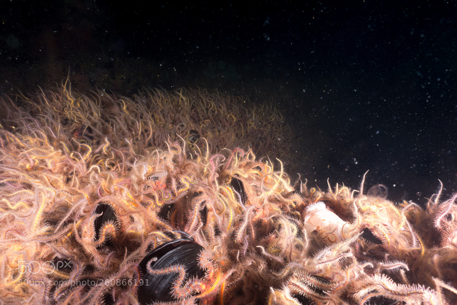 Sony Cyber-shot DSC-RX100 sample photo. Colorful underwater world of photography