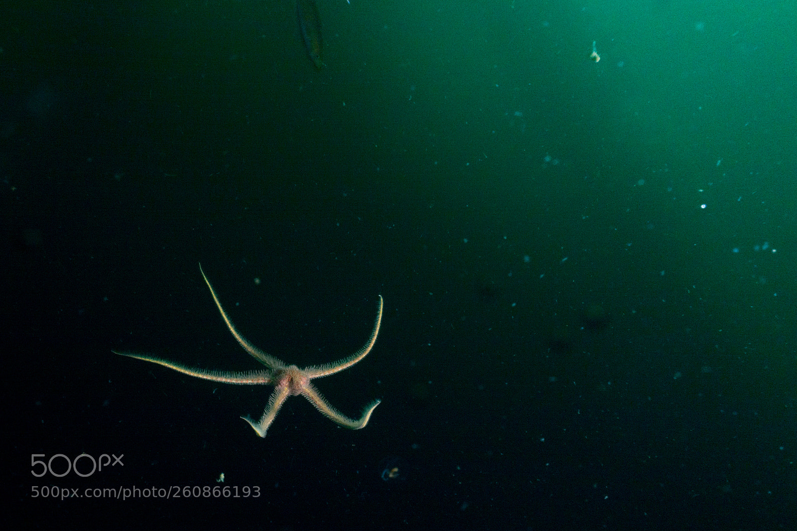 Sony Cyber-shot DSC-RX100 sample photo. Colorful underwater world of photography