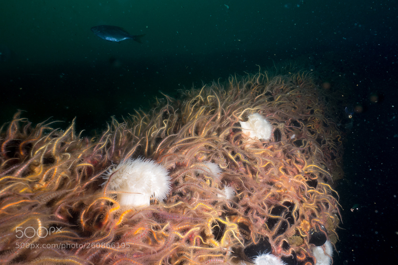 Sony Cyber-shot DSC-RX100 sample photo. Colorful underwater world of photography