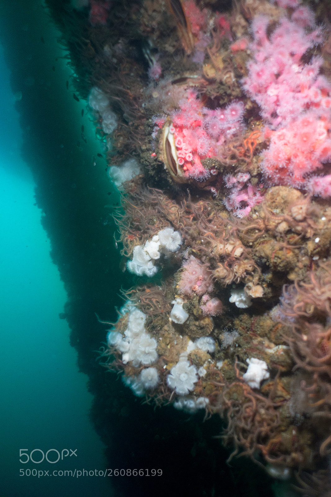 Sony Cyber-shot DSC-RX100 sample photo. Colorful underwater world of photography