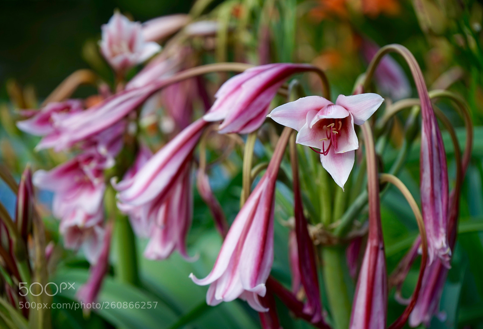 Sony a7 sample photo. Fleurs de printemps photography