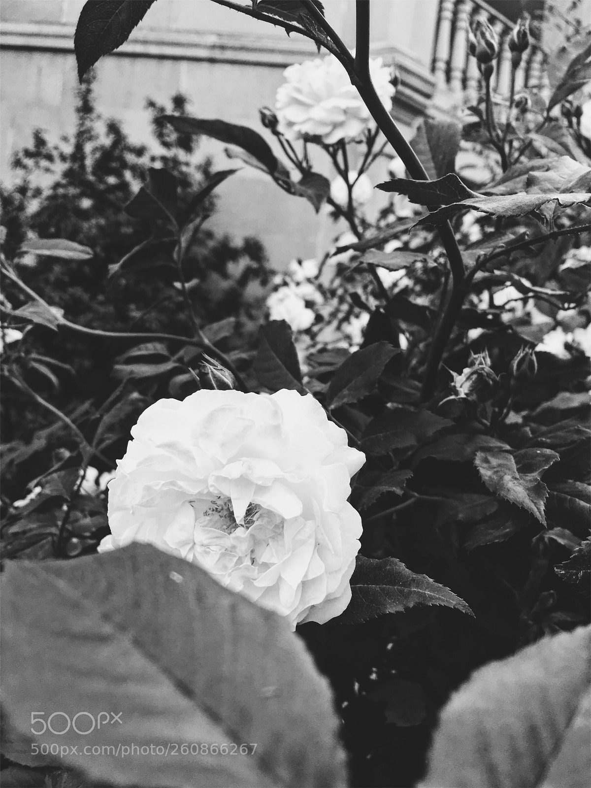 Apple iPhone SE sample photo. Rose photography