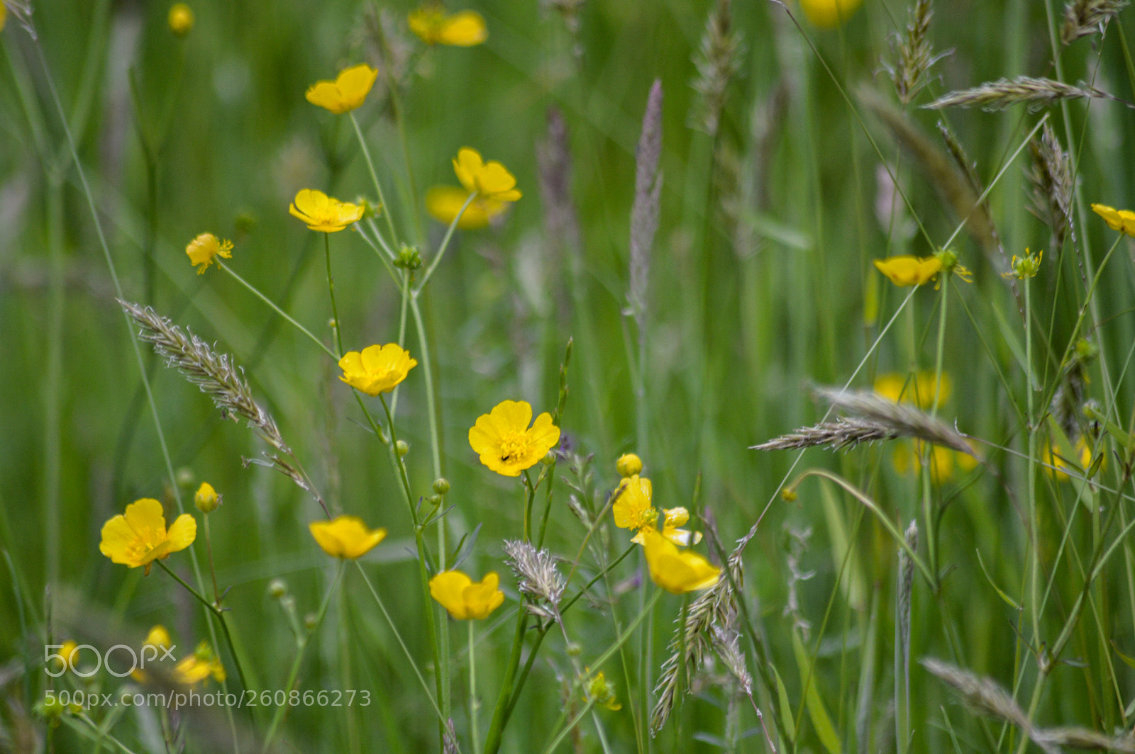 Nikon D3200 sample photo. Buttercups & grasses photography