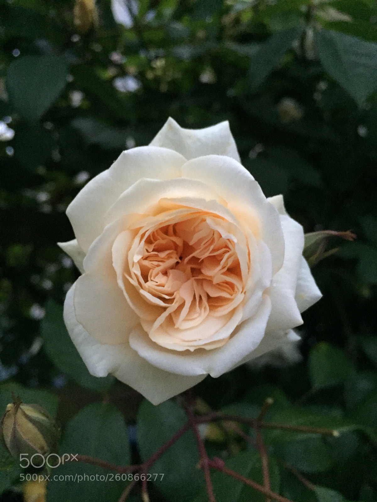 Apple iPhone 6 sample photo. Rose photography
