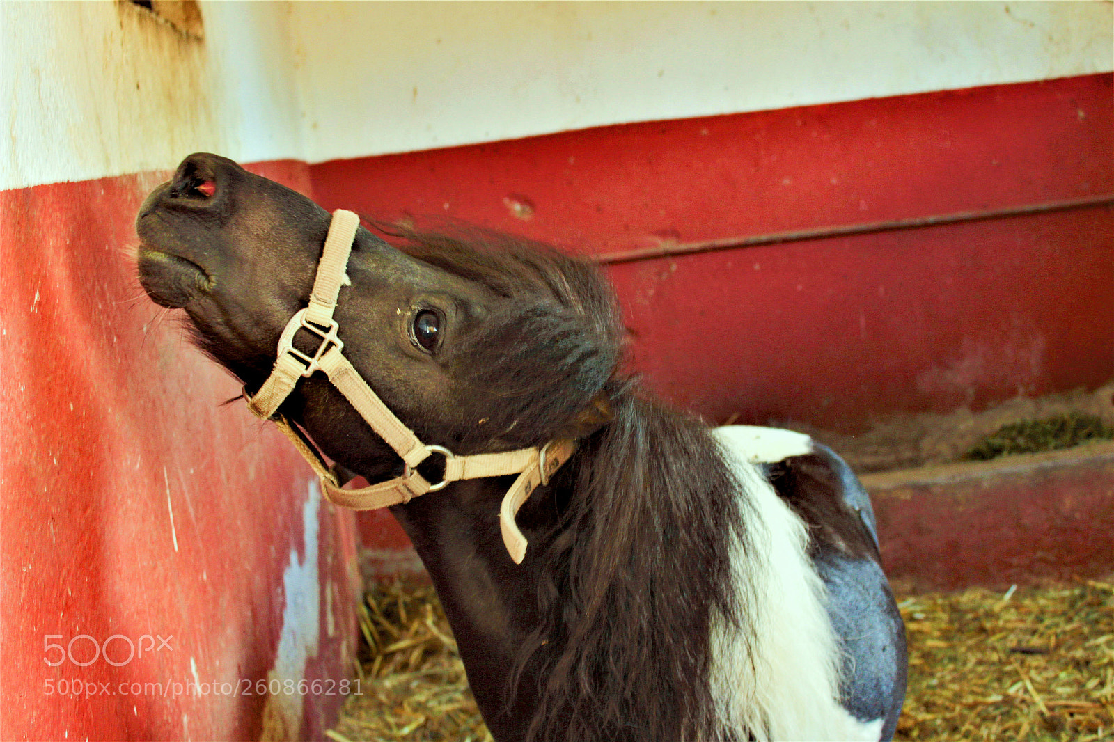 Canon EOS 1300D (EOS Rebel T6 / EOS Kiss X80) sample photo. Pony horse enjoying feed photography