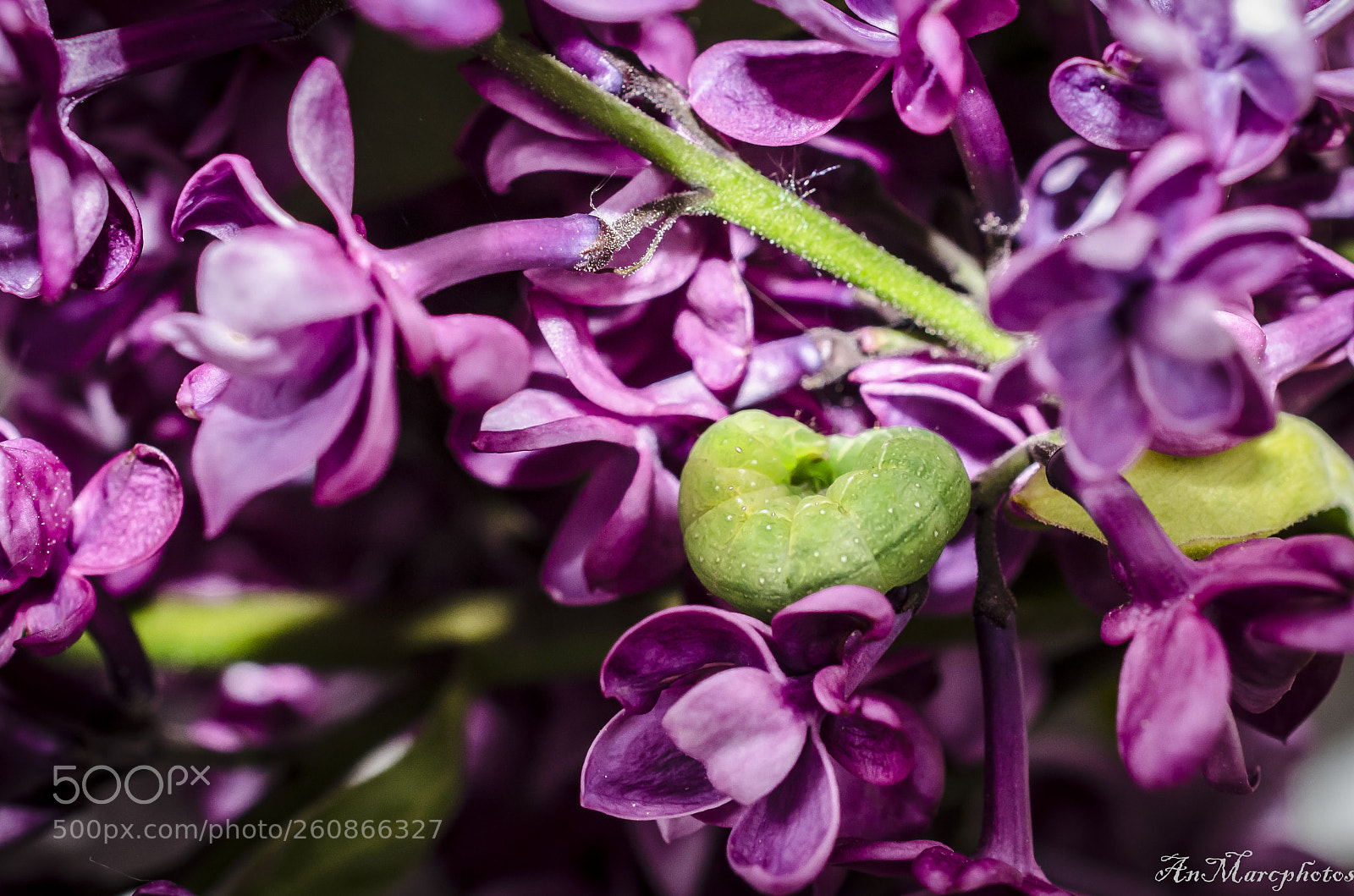 Nikon D7000 sample photo. Intruse dans le lilas photography