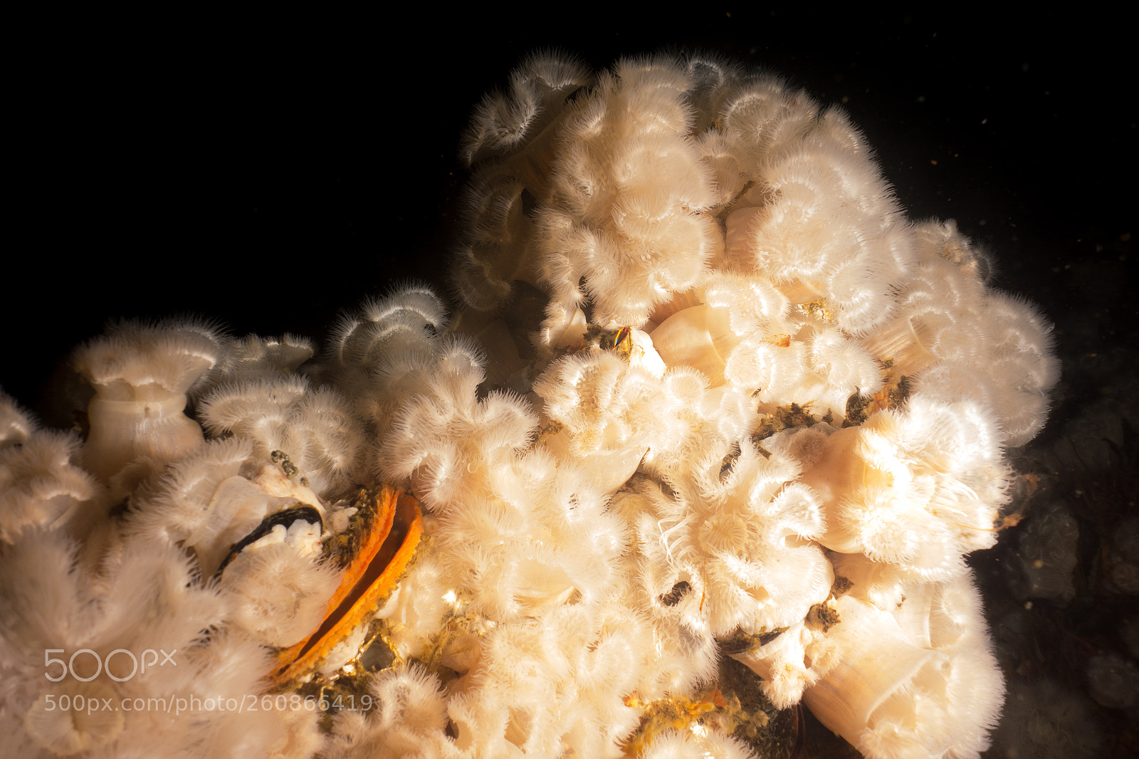 Sony Cyber-shot DSC-RX100 sample photo. Colorful underwater world of photography