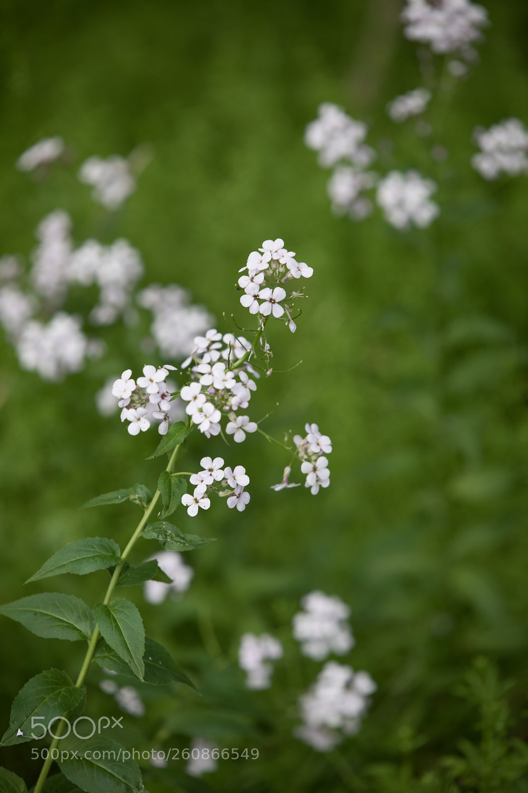 Canon EOS 5D Mark IV sample photo. Spring flowers photography