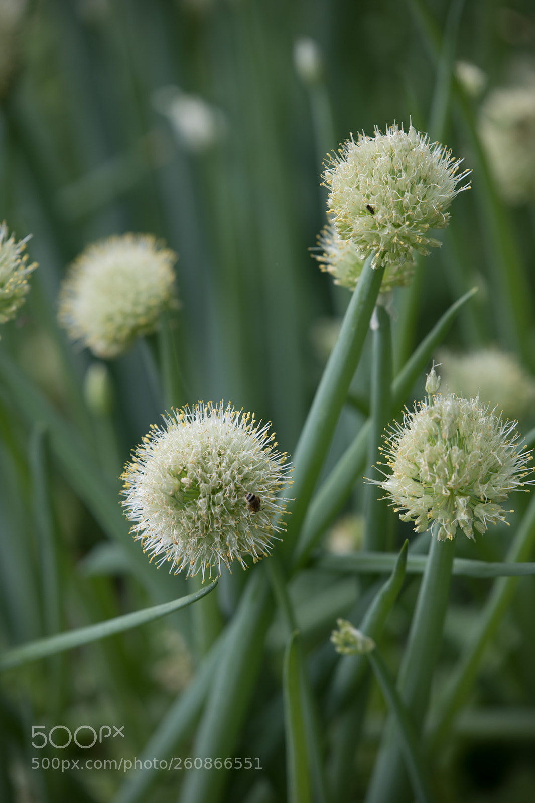 Canon EOS 5D Mark IV sample photo. Spring onion flowers photography