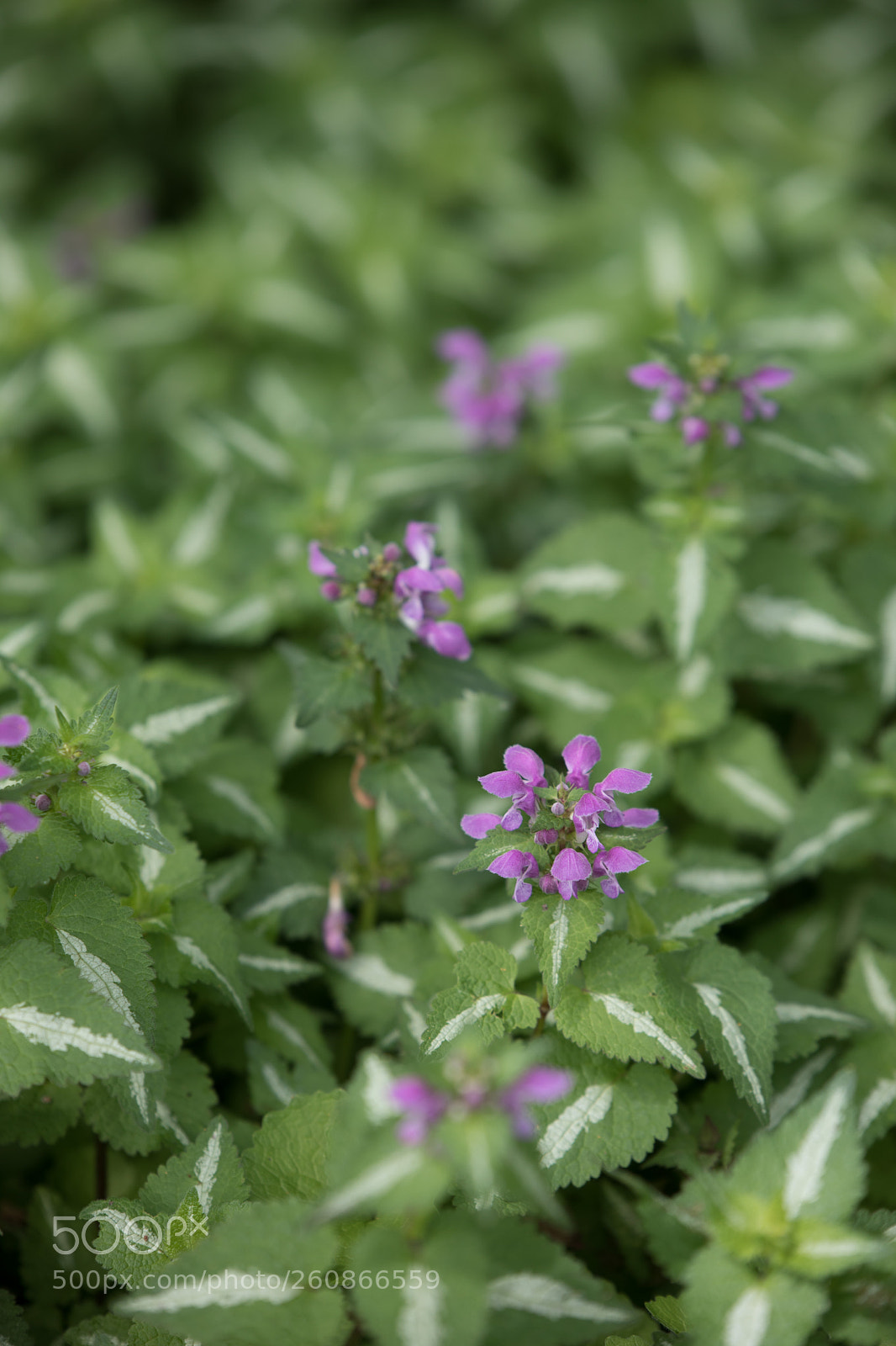 Canon EOS 5D Mark IV sample photo. Spring flowers photography