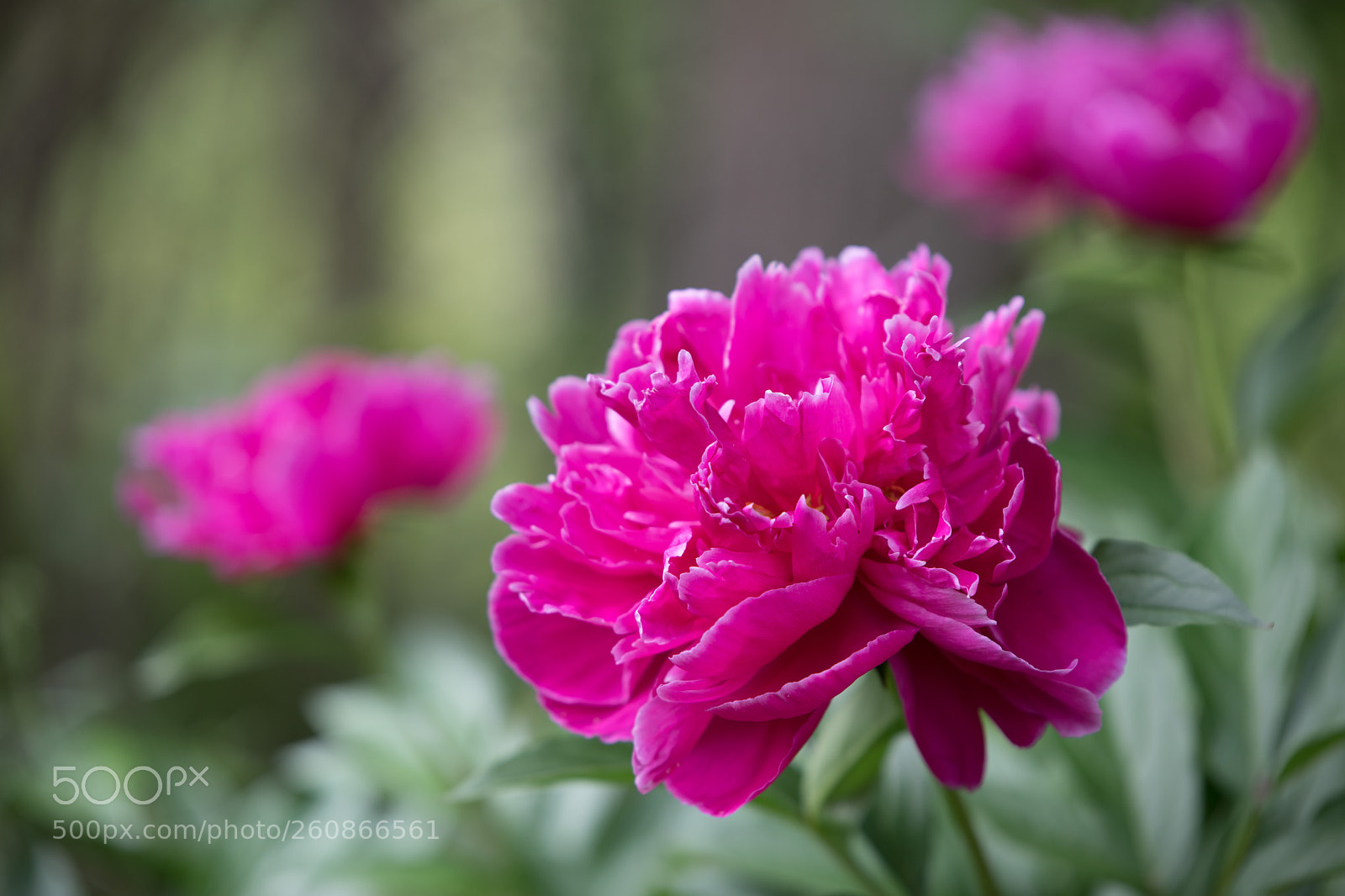 Canon EOS 5D Mark IV sample photo. Spring flowers photography