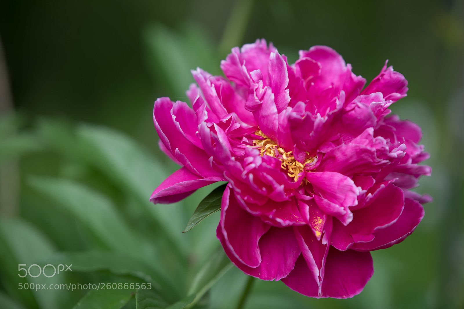 Canon EOS 5D Mark IV sample photo. Spring peony flowers photography