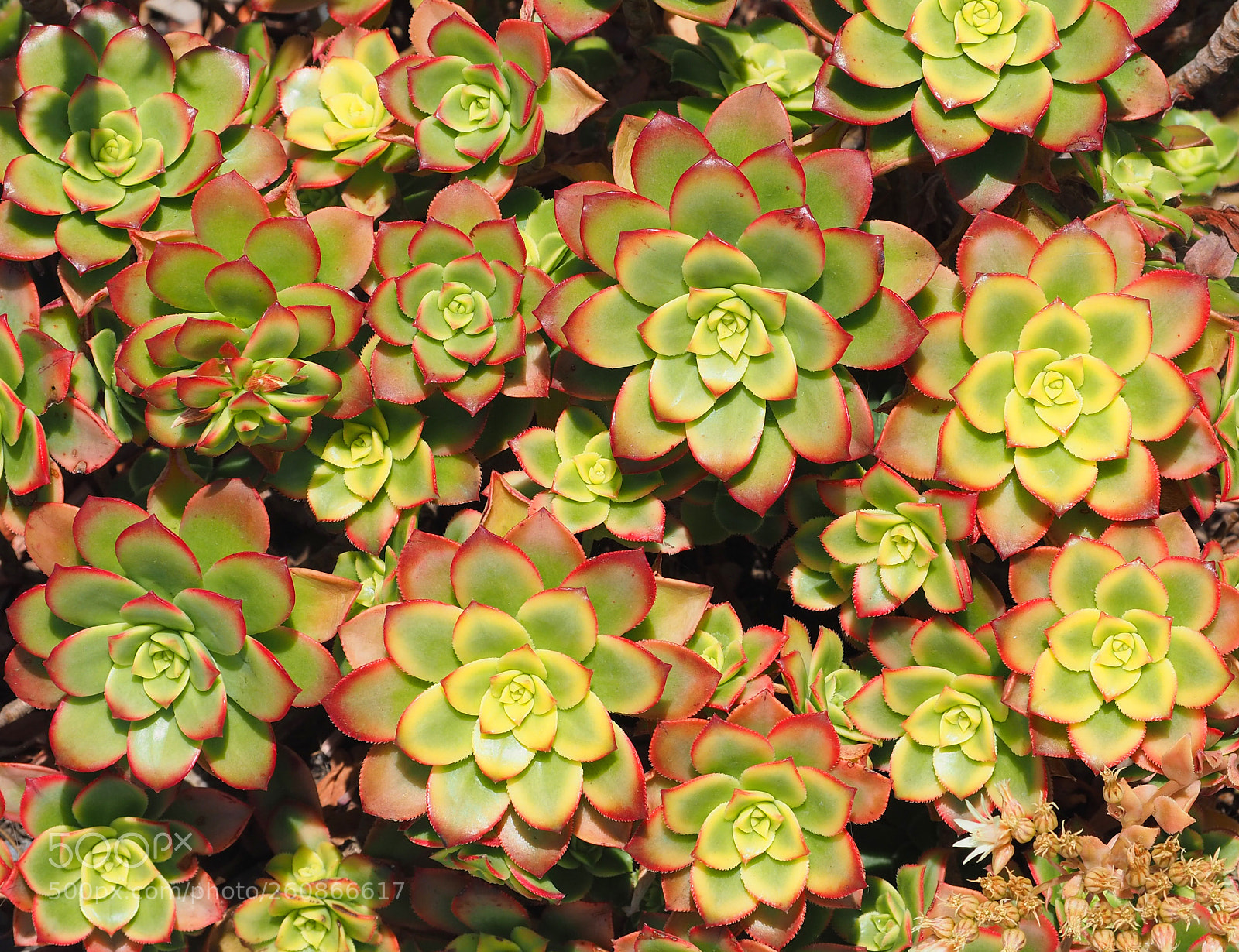Olympus OM-D E-M5 II sample photo. Nature's pattern photography