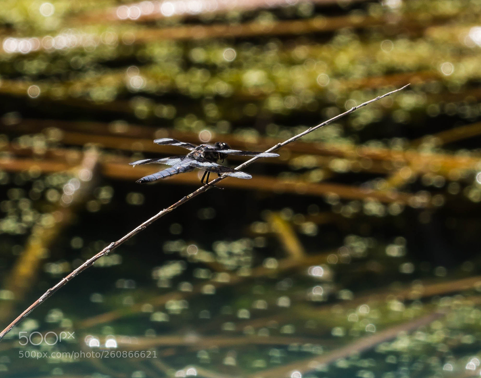 Canon EOS 600D (Rebel EOS T3i / EOS Kiss X5) sample photo. Skimmer photography