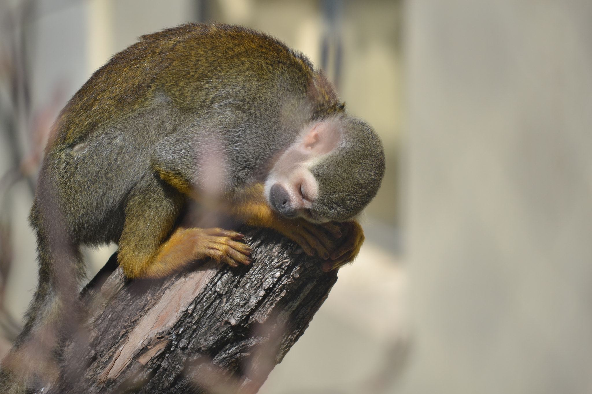 Nikon D3100 sample photo. Sleepy monkey photography