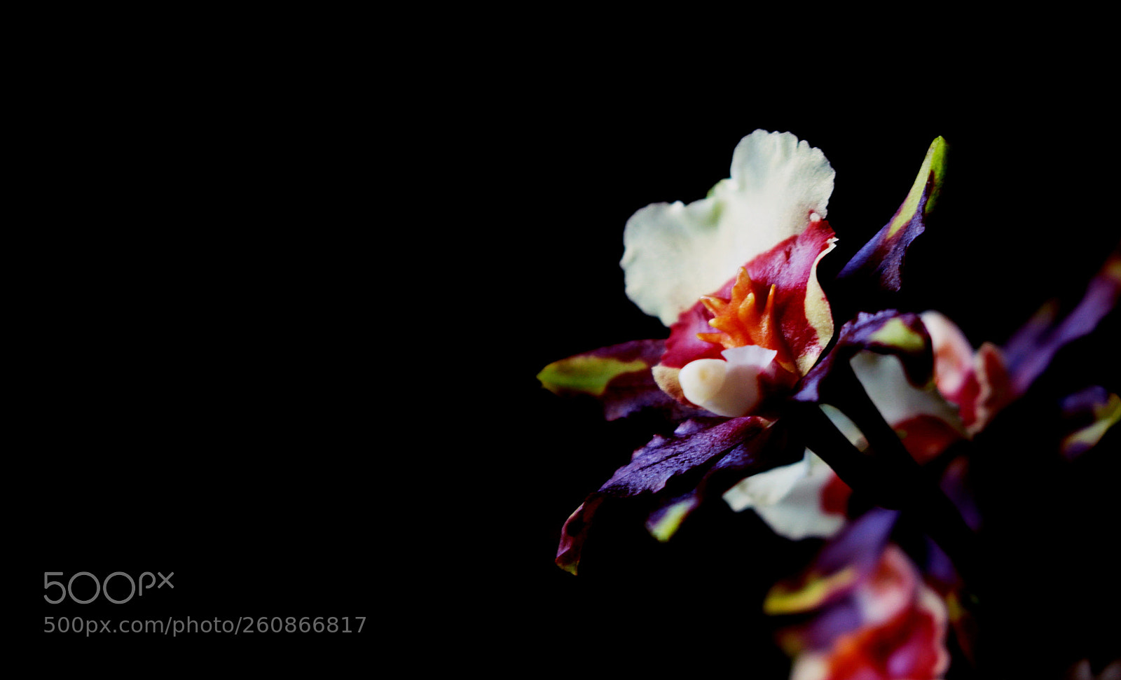 Canon EOS 700D (EOS Rebel T5i / EOS Kiss X7i) sample photo. Seduction photography