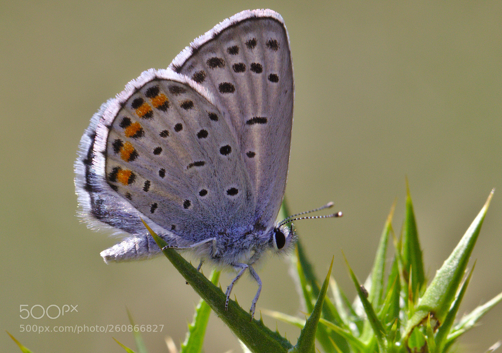 Canon EOS 700D (EOS Rebel T5i / EOS Kiss X7i) sample photo. Eastern baton blue photography