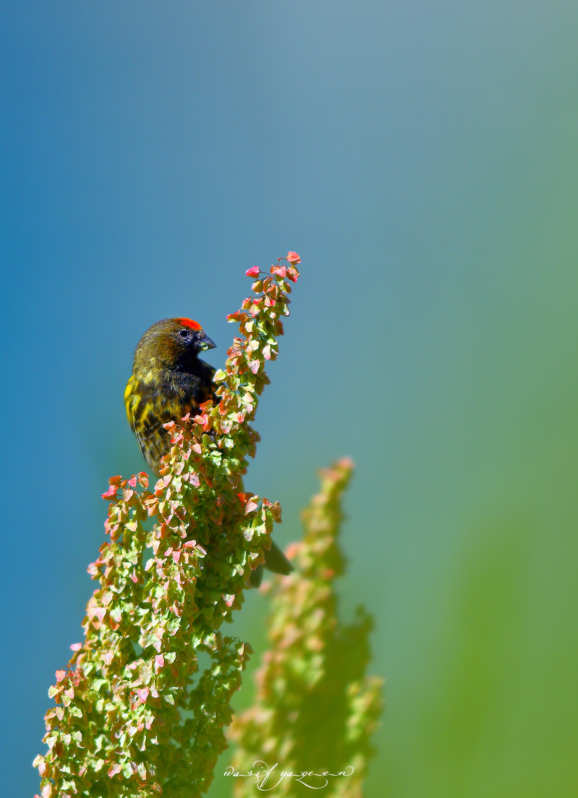 Canon EOS-1D Mark IV sample photo. Fire fronted serin photography