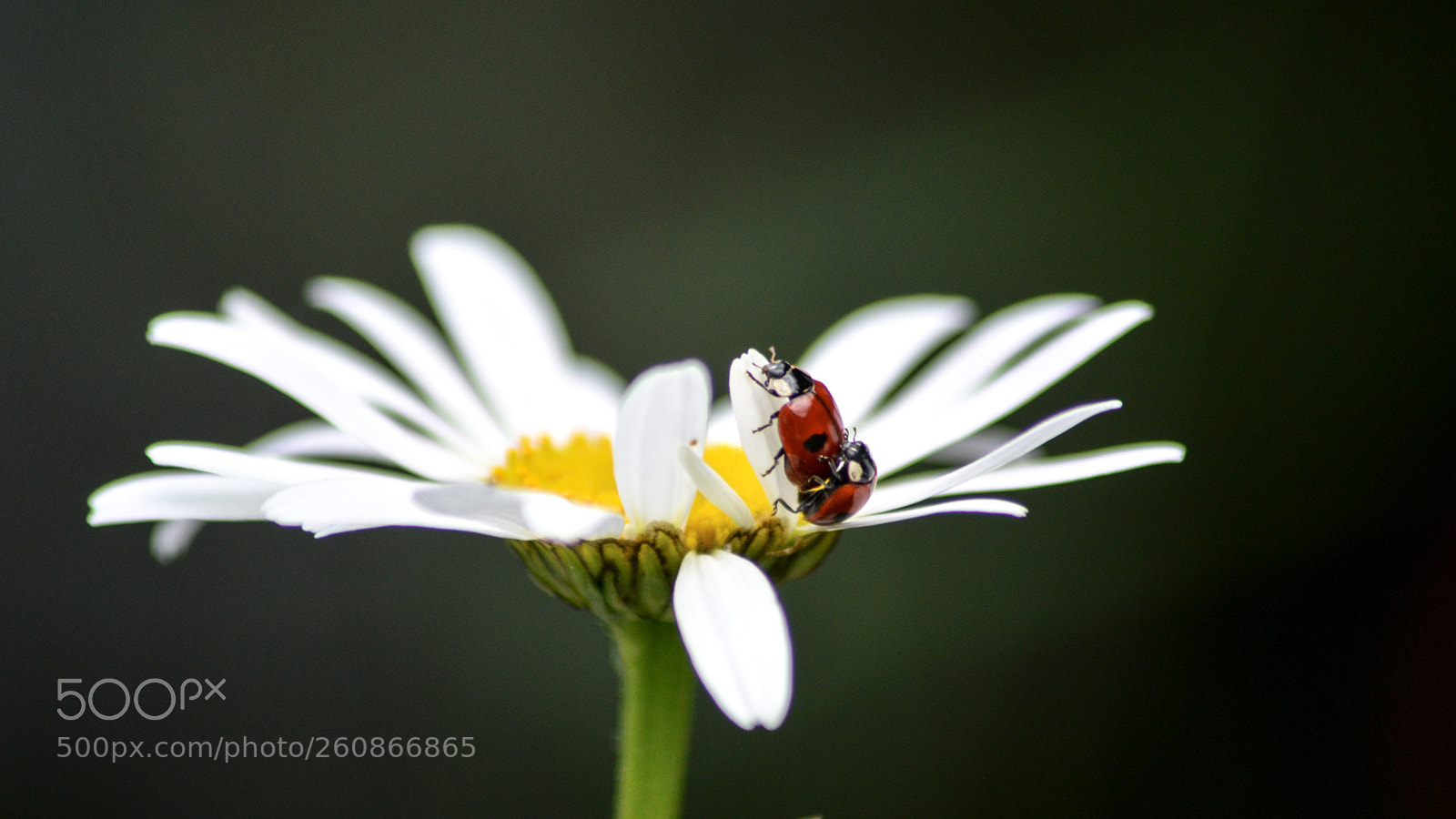 Nikon D3200 sample photo. Ladybird love photography