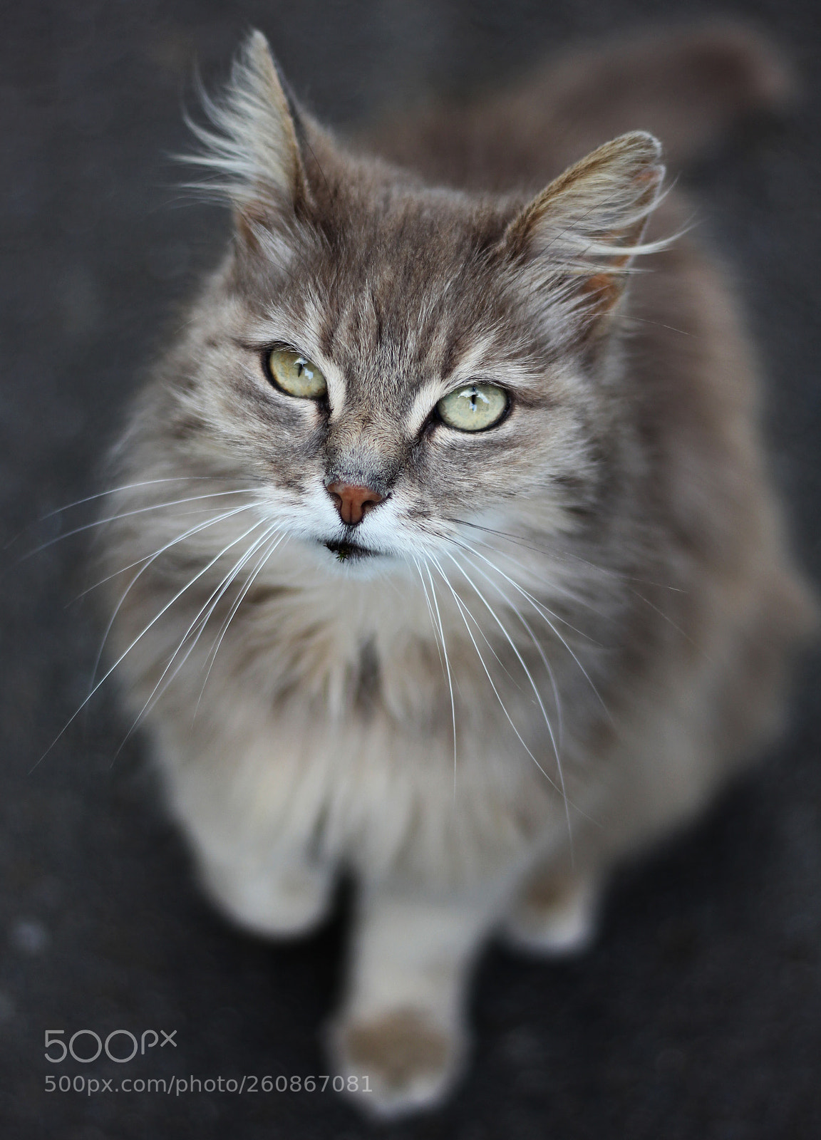 Canon EOS 550D (EOS Rebel T2i / EOS Kiss X4) sample photo. Grey cat photography